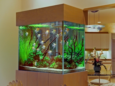 Аквадизайн — оформление аквариумов