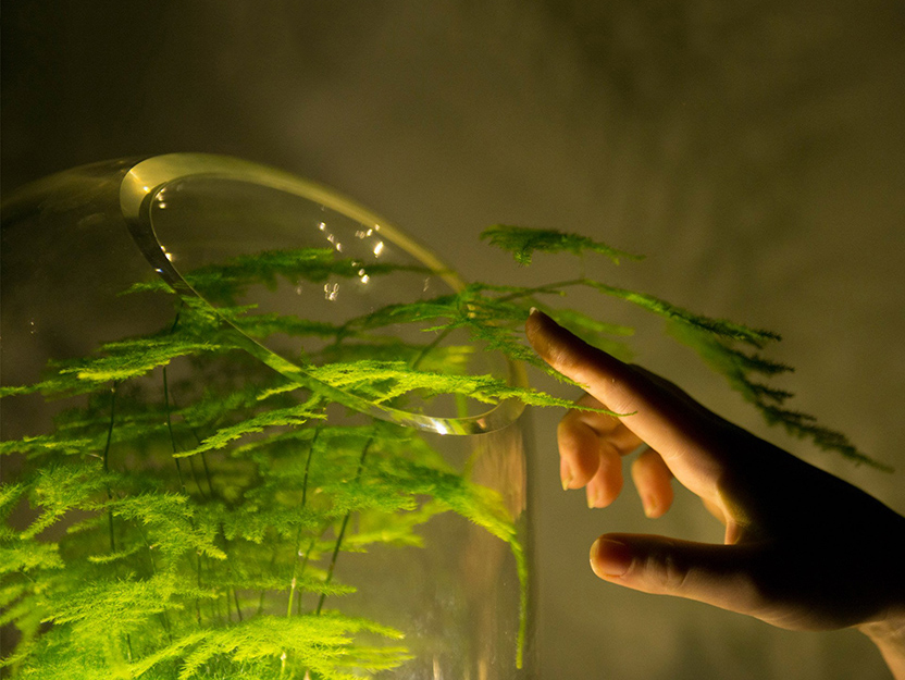 Голландский дизайнер сделала из растений светильники